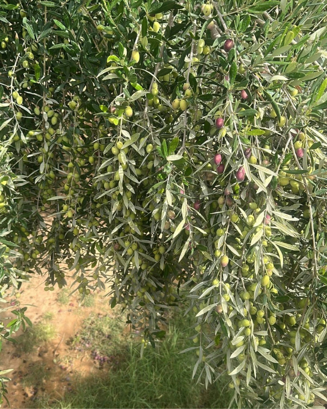 Close up of ÉNOIR olives